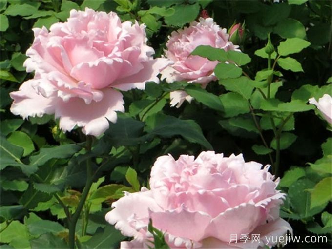 索菲羅莎月季推薦，獨(dú)特花瓣，美妙濃香(圖2)