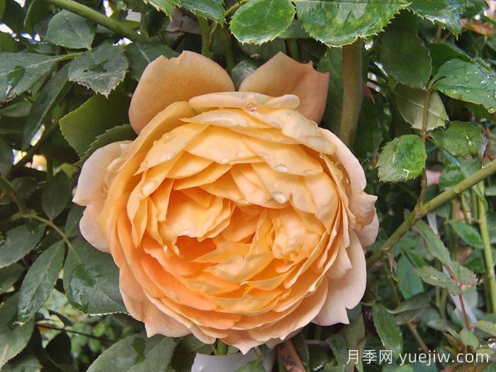 藤本夏洛特夫人月季的優(yōu)點(diǎn)和養(yǎng)護(hù)辦法(圖1)