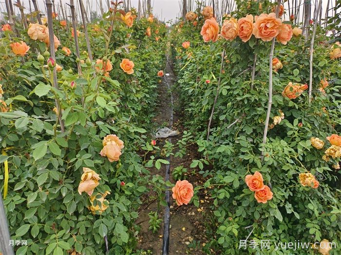 藤本夏洛特夫人月季的優(yōu)點(diǎn)和養(yǎng)護(hù)辦法(圖2)