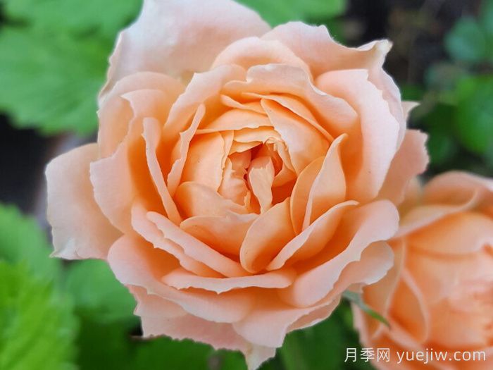 甜夢(mèng)月季/甜蜜之夢(mèng)(圖1)