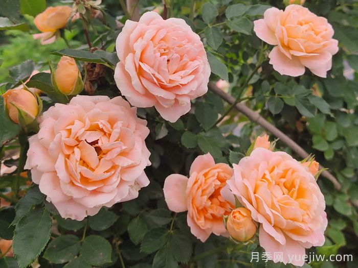 甜夢(mèng)月季/甜蜜之夢(mèng)(圖2)