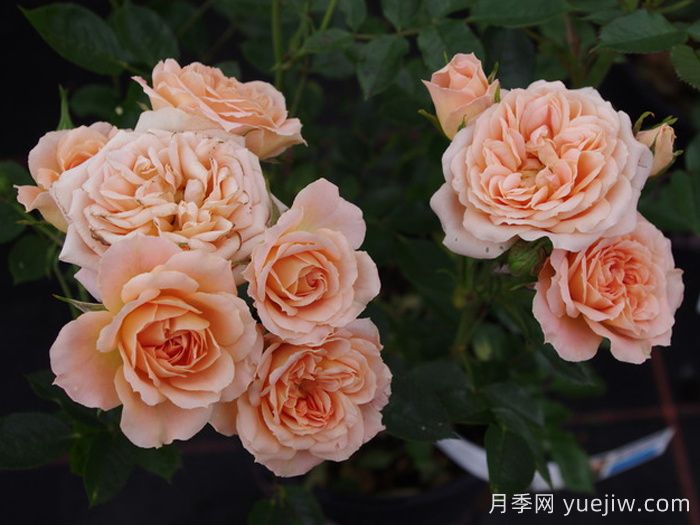 甜夢(mèng)月季/甜蜜之夢(mèng)(圖4)