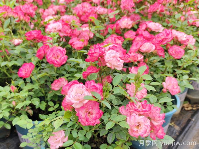 微型月季一年四季花開不斷，微型月季栽培手冊(圖3)