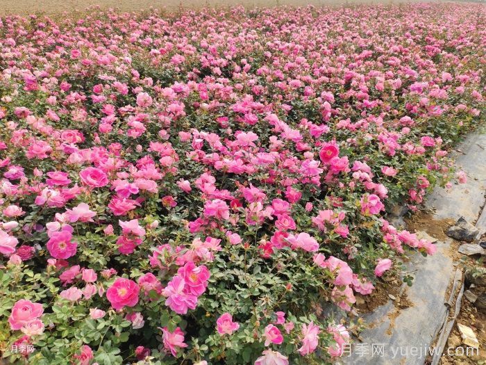 園林綠化怎樣搶救萎蔫的月季花？(圖1)