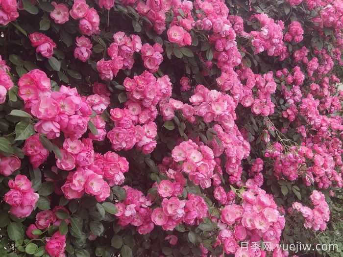 新手**次養(yǎng)月季怎么做？(圖1)