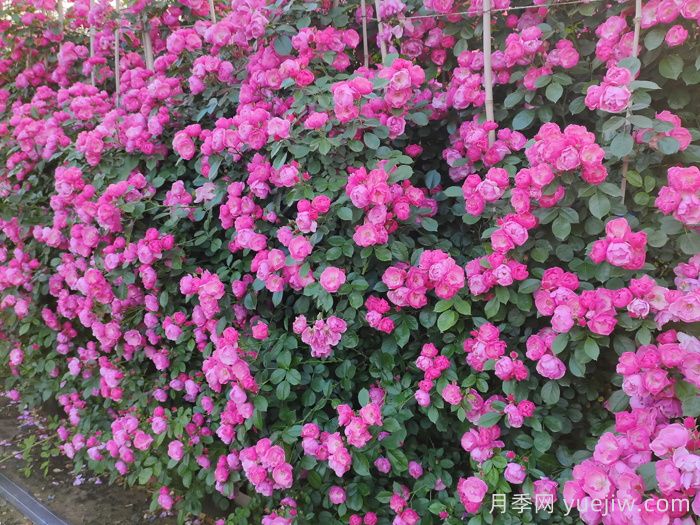 庭院花園植物搭配指南，打造精彩院落(圖1)