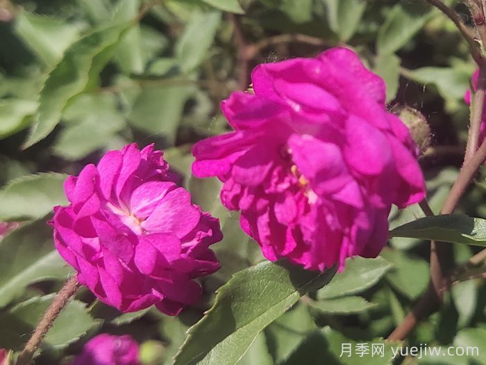 月季推薦，葡萄園之歌月季(圖1)