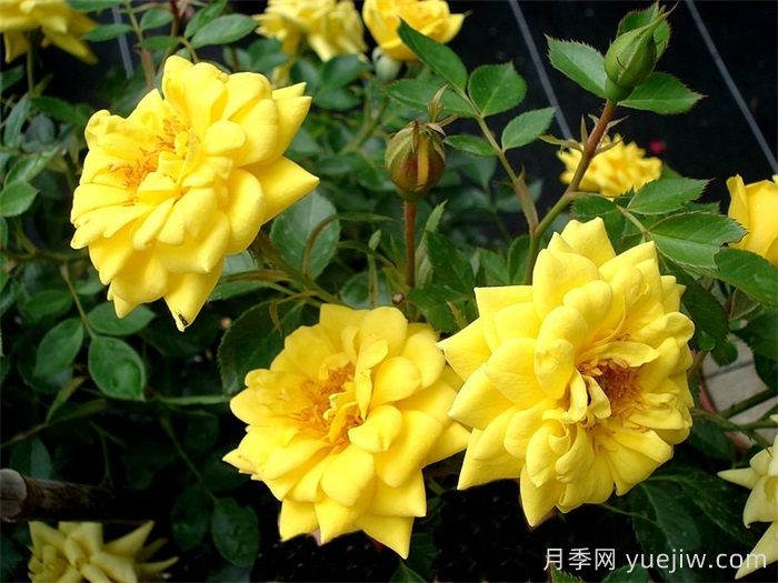 微型月季推薦，黃金珠寶月季(圖1)