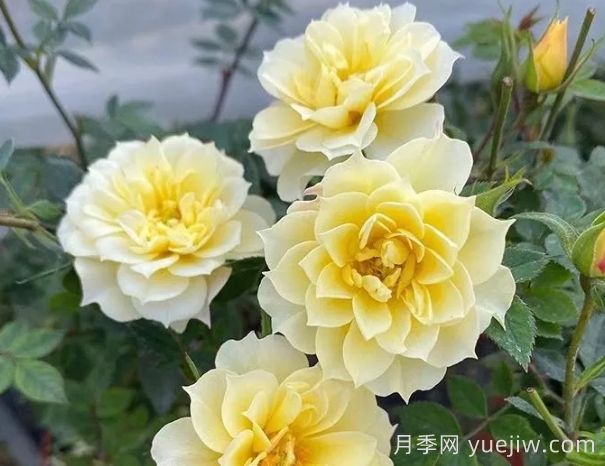 超微月季推薦，黃金姬月季(圖1)