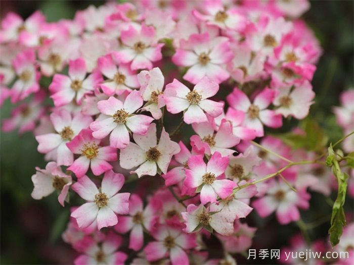 微月月季推薦，遮陽(yáng)傘月季(圖1)
