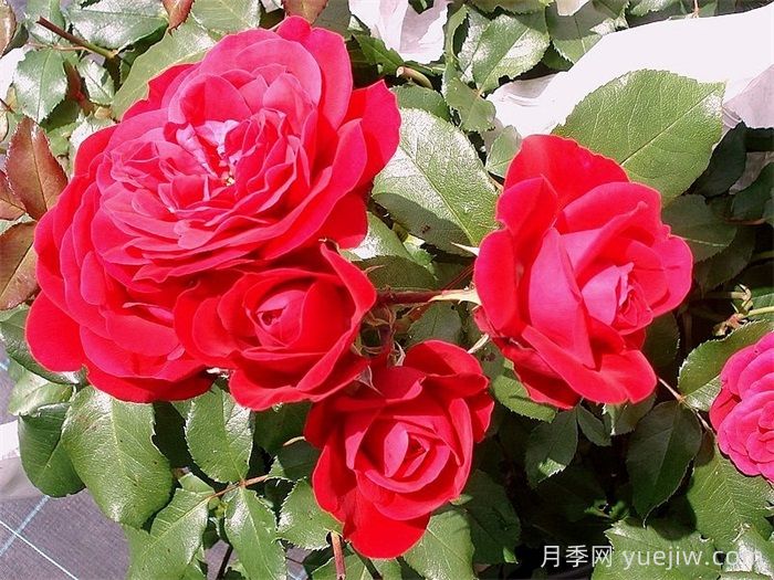 紅色玫蘭之愛月季/紅色蒙娜麗莎/紅愛玫(圖3)