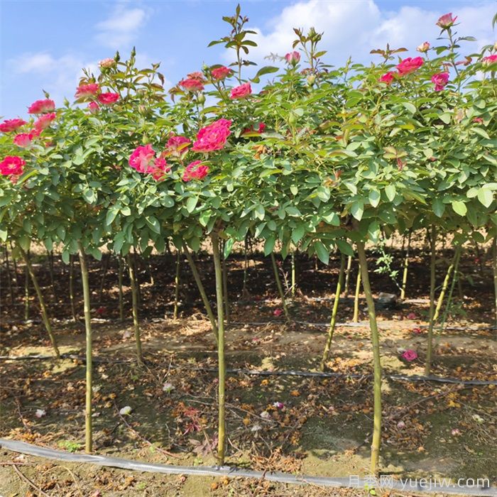 花木種植戶如何轉(zhuǎn)型做家庭園藝？(圖2)