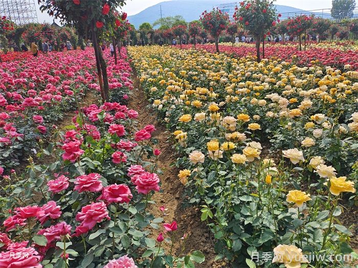 如何區(qū)分家庭園藝與園林工程的不同之處？(圖1)