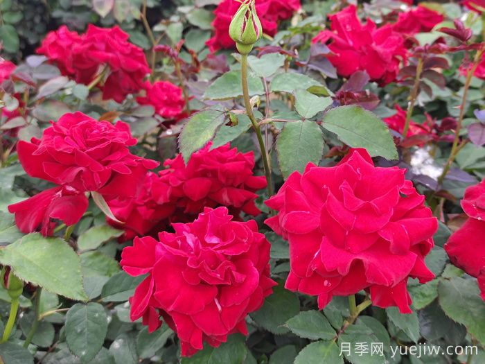 盆栽花卉的春天養(yǎng)護(hù)管理注意事項(xiàng)(圖1)