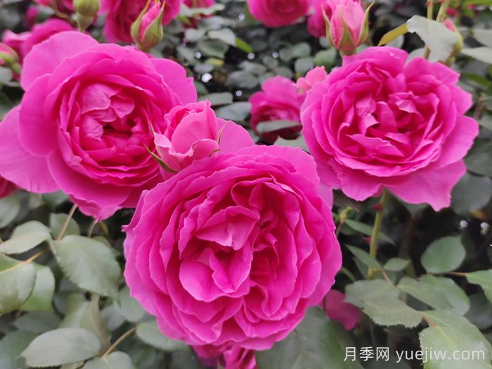 30種漂亮的月季品種，你養(yǎng)了幾種？(圖2)
