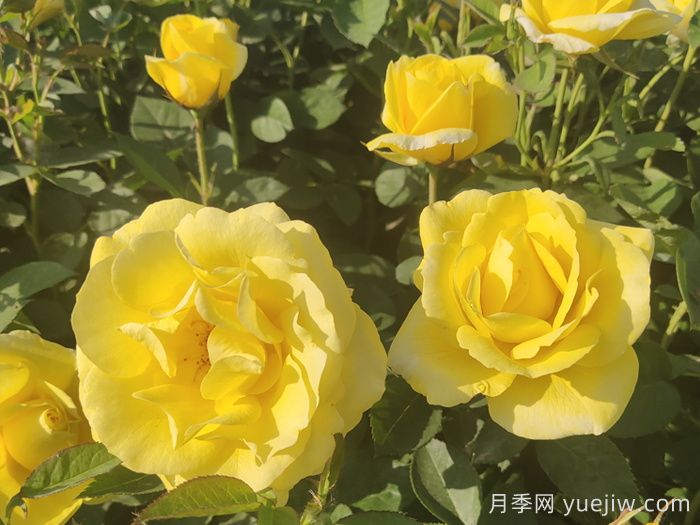 30種漂亮的月季品種，你養(yǎng)了幾種？(圖3)