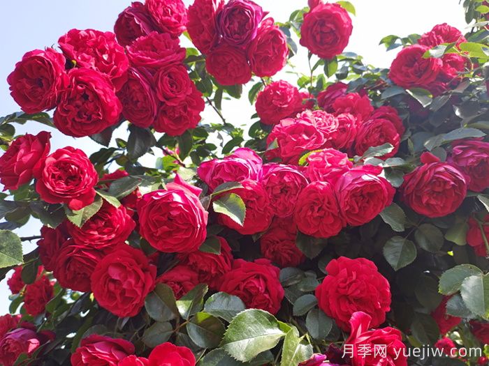 做花墻做拱門，9個(gè)藤本月季品種不能錯(cuò)過(圖2)