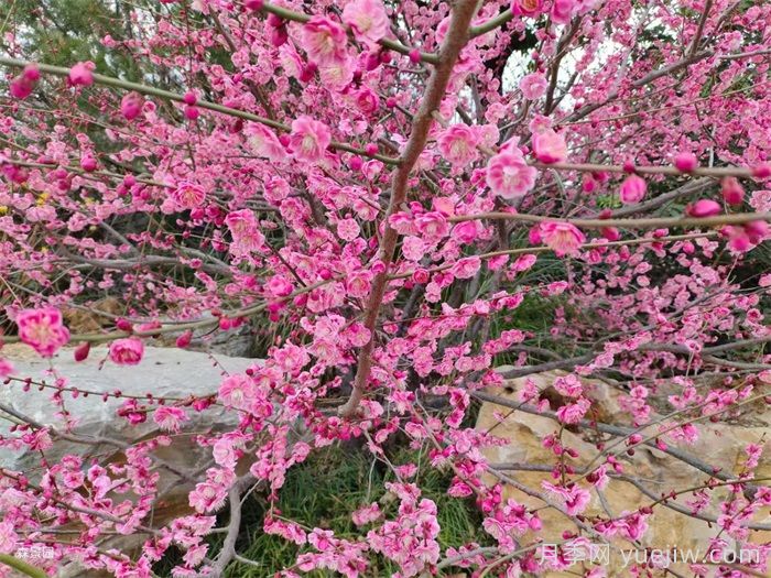 梅花栽培技術(shù)和注意事項(xiàng)(圖1)