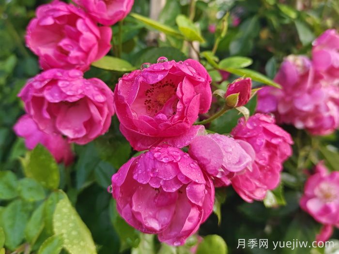 月季文化：花中皇后，愛的使者(圖1)