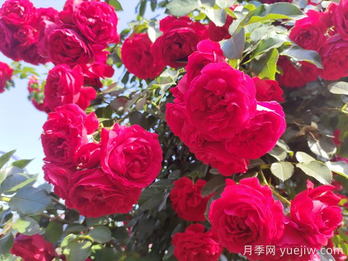 月季文化：花中皇后，愛的使者(圖2)
