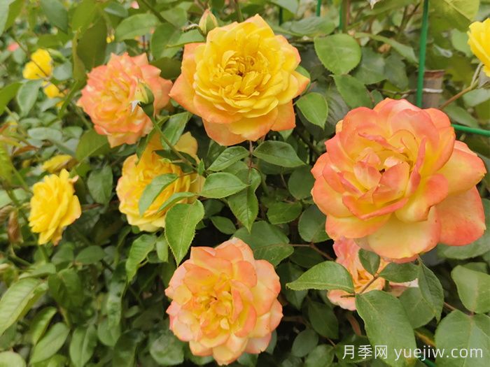 月季文化：花中皇后，愛的使者(圖4)