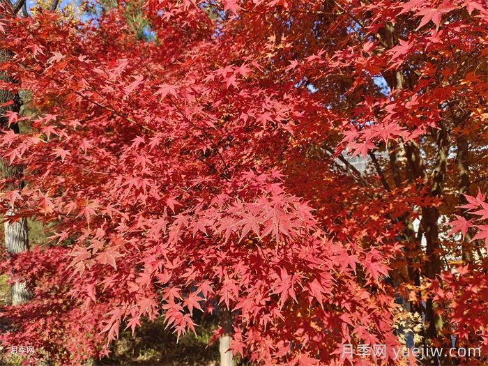 適合家庭庭院的常見(jiàn)樹(shù)種(圖1)