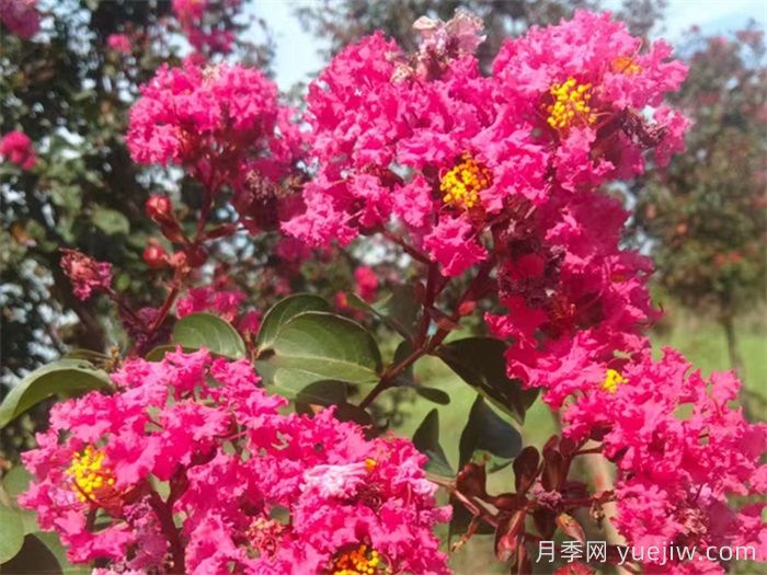 適合家庭庭院的常見(jiàn)樹(shù)種(圖2)