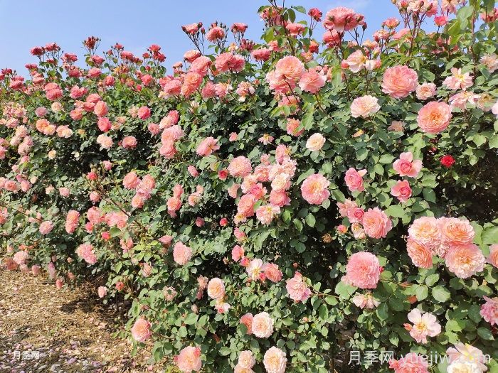 藤本月季知識(shí)科普，生長(zhǎng)習(xí)性、經(jīng)典品種及種植要點(diǎn)(圖1)