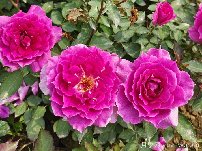10種經(jīng)典月季花品種，開成花海很驚艷(圖5)