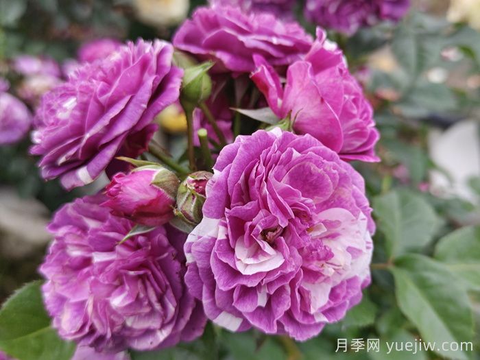 50種綠植花卉大全，值得收藏(圖1)