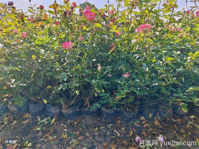 盆栽微型月季的養(yǎng)殖辦法，做好三點開花不斷(圖1)