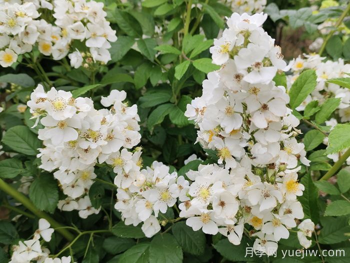 如果有個(gè)院子，一定要種一棵薔薇(圖2)