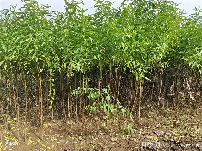 桃樹(shù)苗定植栽植的注意事項(xiàng)(圖2)