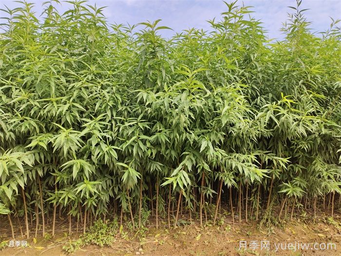 桃樹(shù)苗定植栽植的注意事項(xiàng)(圖1)