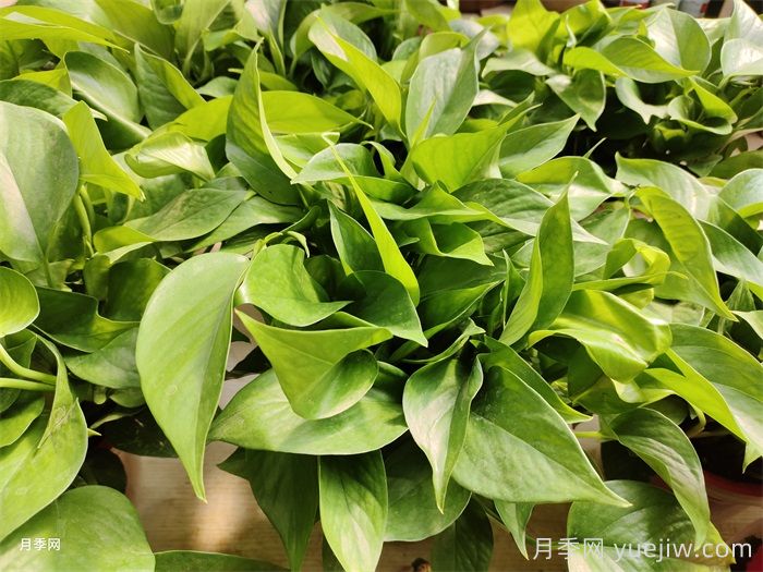 水培植物有哪些？(圖1)
