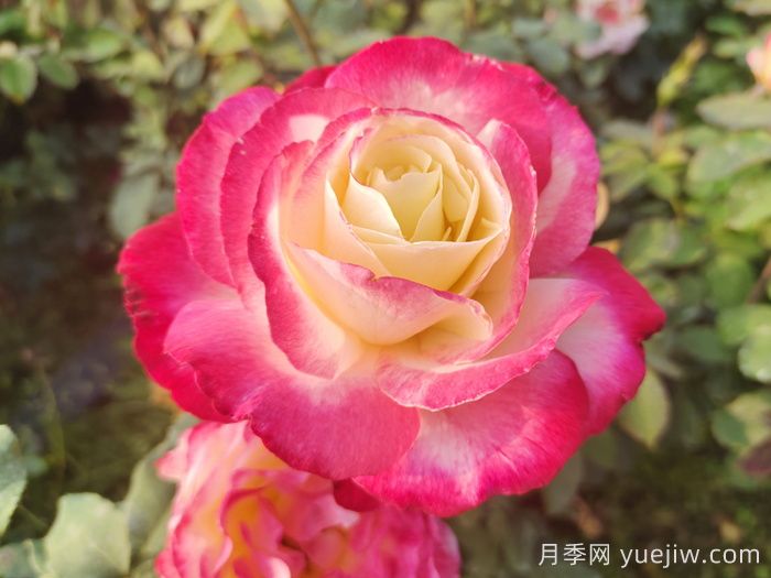 萬中選五種，適合月季控的城市陽臺月季花(圖2)