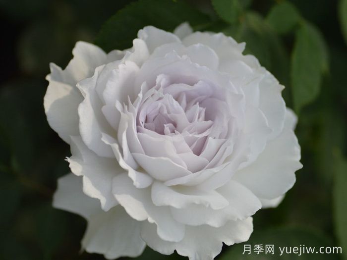 萬中選五種，適合月季控的城市陽臺月季花(圖3)