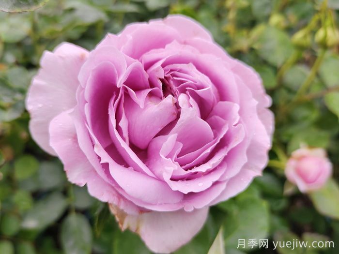 賞中國月季文化，詩詠月季花(圖1)