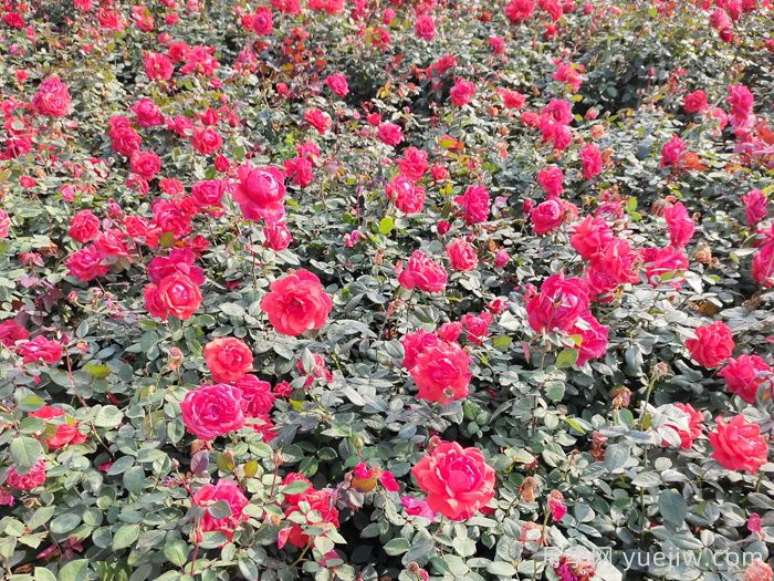 賞中國月季文化，詩詠月季花(圖2)