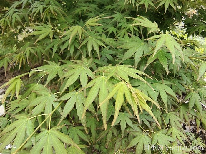 170種綠化喬木別名知多少？(圖2)