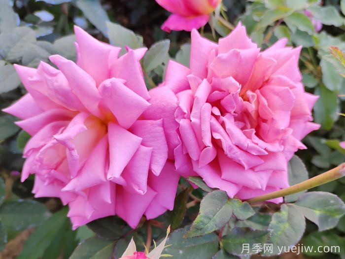 月季花施肥如何延長觀賞期？(圖1)