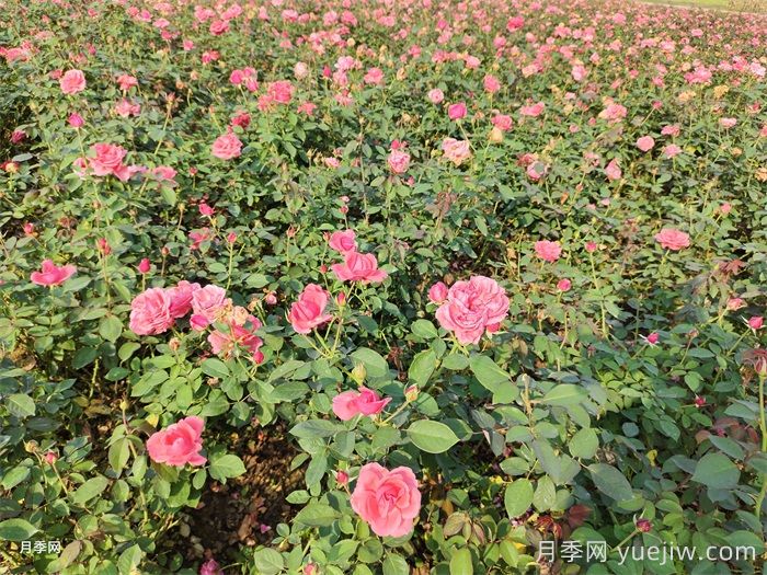 園林綠化養(yǎng)護(hù)中除草劑使用的利與弊(圖1)