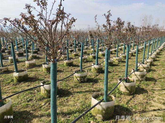 三月份園林植物養(yǎng)護(hù)月歷(圖1)