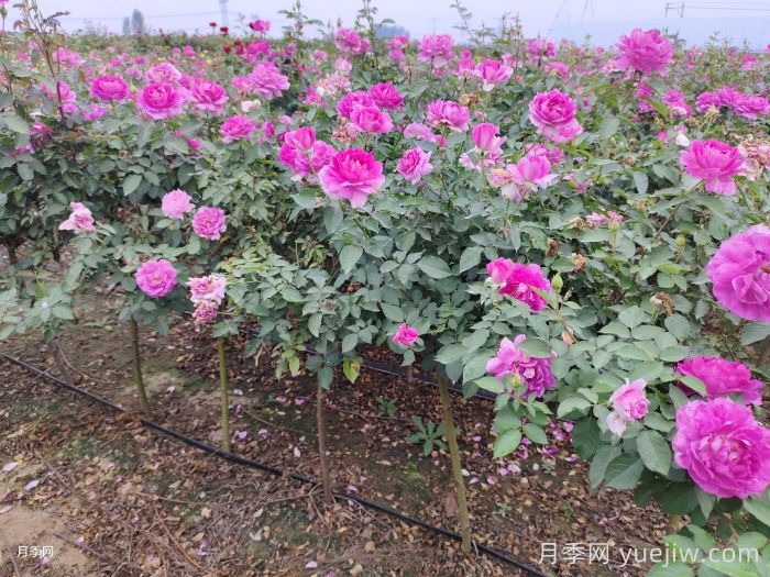?半陰環(huán)境光照不足如何養(yǎng)好月季花？(圖1)