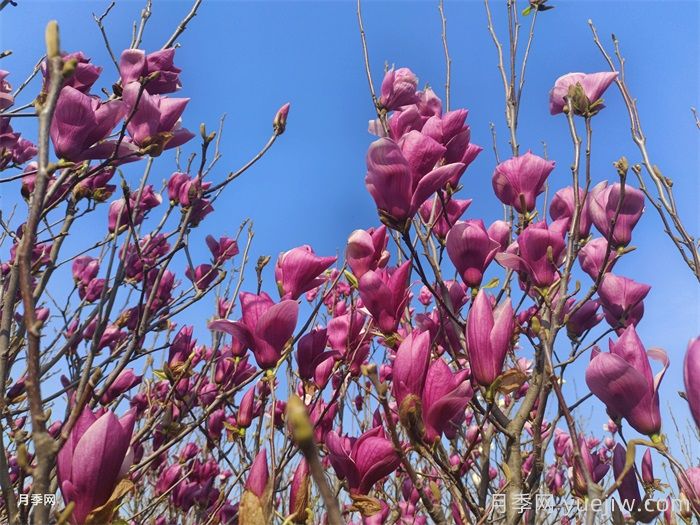 南陽(yáng)南召：打造省級(jí)玉蘭科研平臺(tái)(圖1)