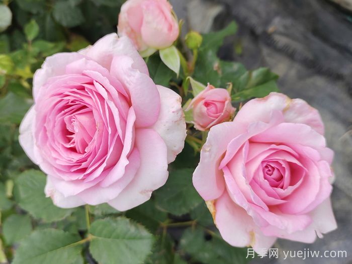 哪些月季更值得購買種植？月季優(yōu)缺點(diǎn)大比拼(圖2)