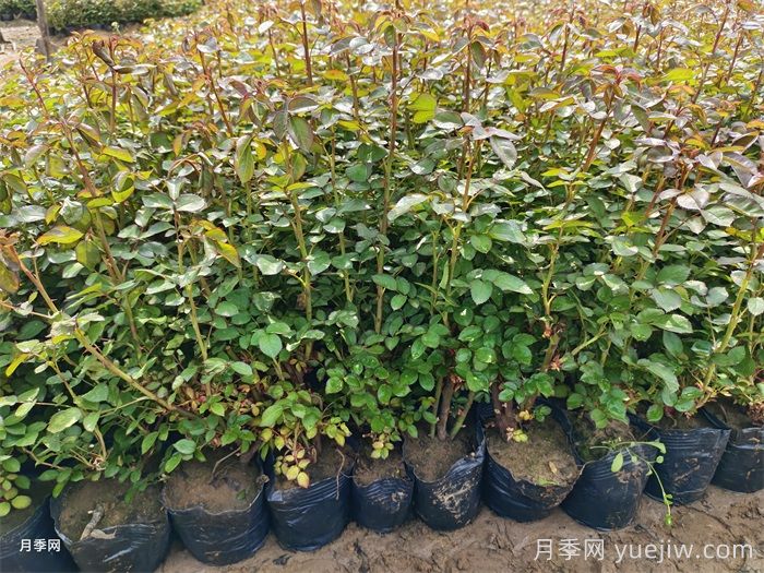 ?月季澆水指南，月季到底應(yīng)該怎么澆水？ (圖2)