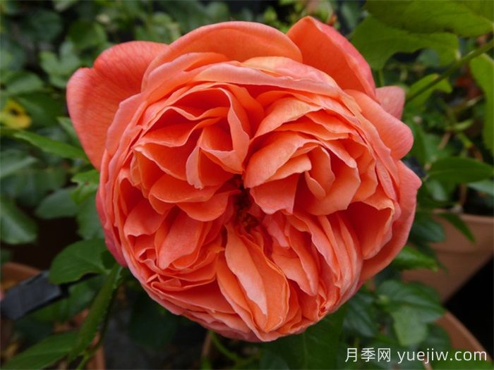 夏日之歌月季推薦，奧斯汀濃香月季(圖1)