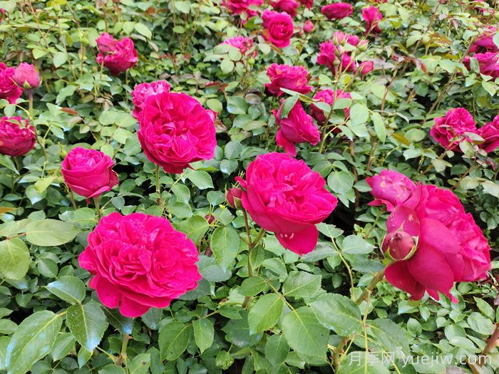 紅色龍沙寶石藤本月季，大花艷麗，花量超多(圖1)