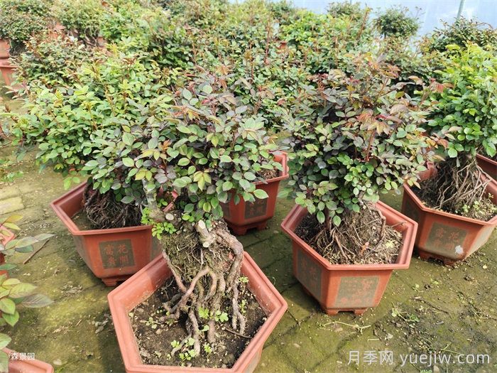 月季花很好養(yǎng)，春秋購買成活率高(圖2)